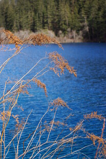 湖畔摇曳的金黄芦苇