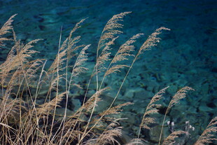 海边摇曳的芦苇