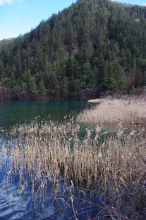 湖畔芦苇与青山美景