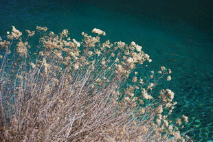 海边枯枝与飞翔海鸟
