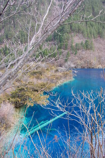 蓝湖与枯木的自然景致