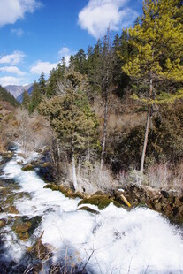 山间融雪溪流与葱郁林木