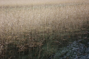 秋日芦苇荡美景