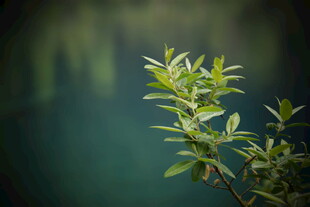 嫩绿枝叶展现盎然生机