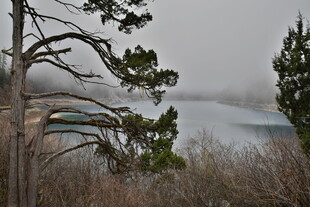 湖畔枯树与绿植景观