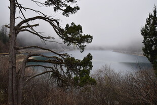 雾中湖畔的树木景致