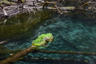 清澈溪水中的翠绿浮木