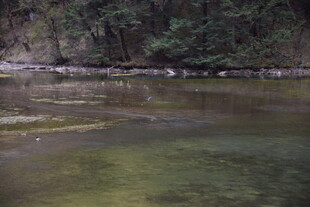 清澈溪流旁的静谧自然景