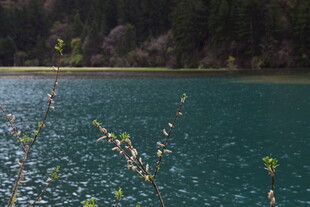 静谧翠湖畔的自然景致