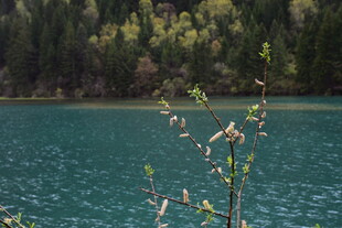 湖畔花枝与幽蓝湖水