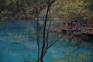 梦幻蓝湖旁的繁茂树林