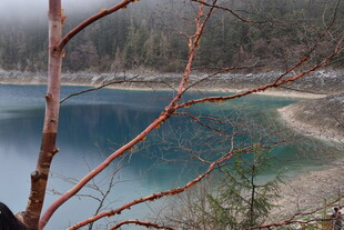 雾中湖畔红枝美景