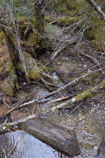 森林中倒下的枯木与积水