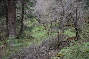 山林间的静谧自然景致