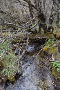 山间溪流与枯木景观