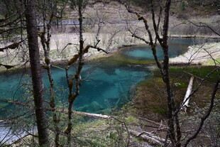 蓝绿色湖水与枯木景观