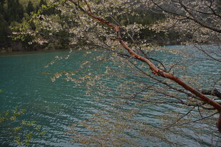 湖畔花枝与碧水相映