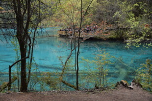 湖畔幽林 澄澈蓝水之景