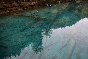 清澈水面倒映树木景象