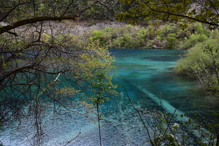 幽林环绕的澄澈蓝绿色湖水