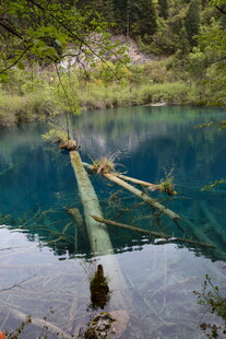 山间幽蓝湖水与枯木