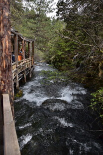 林间木栈道旁的潺潺溪流