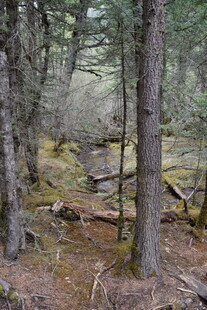 静谧森林中的自然景致