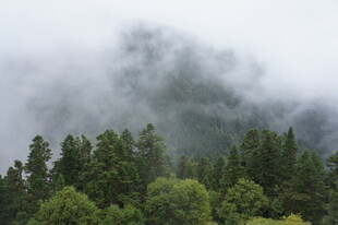 云雾缭绕的山林美景