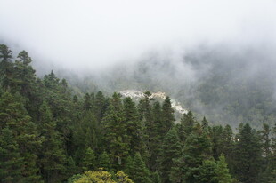 云雾缭绕的茂密山林