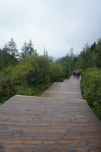 林间木板路 漫步好去处