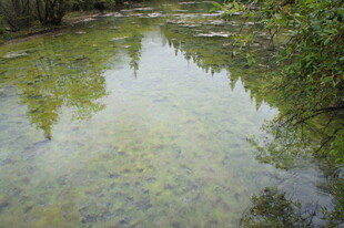 清澈溪流映绿植美景