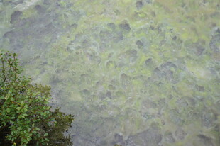 俯瞰水面与岸边绿植