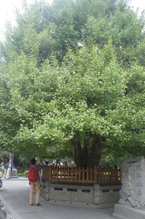 古树下的休憩场景