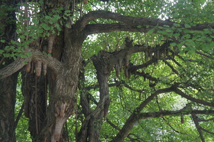 繁茂大树展现自然生命力