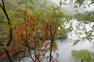 雨中河畔 红叶绿树相映