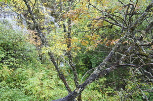 秋日林间树枝与多彩树叶