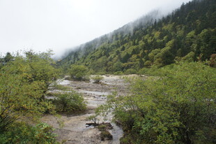 山间溪流旁的葱郁植被