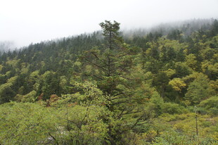 山林云雾间的翠绿景致