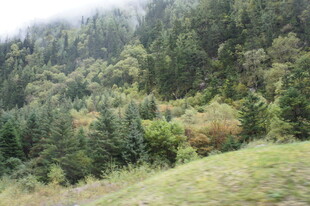 山林秋色 绿意与金黄交织