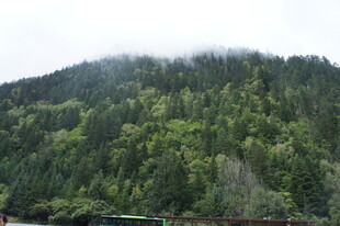 青山覆绿林 云雾绕山间