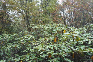 山林间繁茂的绿色植物