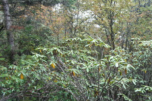 山林间繁茂的绿色植物