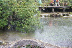 溪边绿植与桥上行人景象