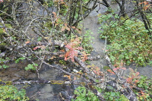 秋日林间带叶树枝景象