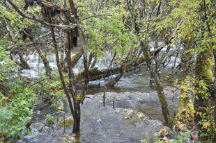 林间小径旁的繁茂植被