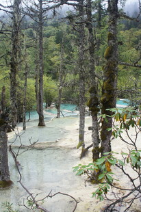 森林中的清澈蓝绿色水域