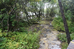 林间蜿蜒小径 绿意盎然