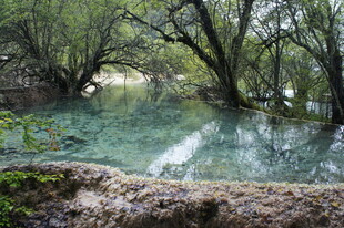 梦幻森林中的澄澈水域