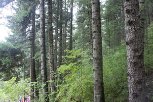 茂密森林中的挺拔树木