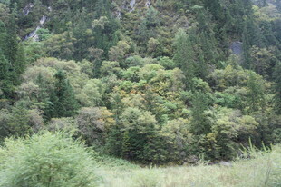 茂密山林绿意盎然